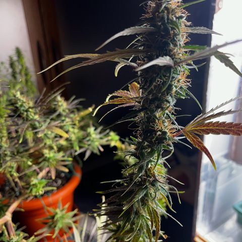 Prensadinho do Bérin 2 e 3 growlog timeline photo