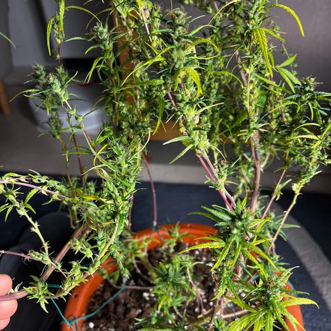 Prensadinho do Bérin 2 e 3 growlog timeline photo