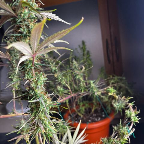 Prensadinho do Bérin 2 e 3 growlog timeline photo
