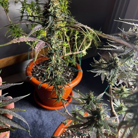 Prensadinho do Bérin 2 e 3 growlog timeline photo