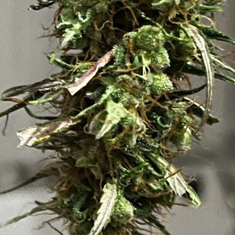 Prensadinho do Bérin 2 e 3 growlog timeline photo