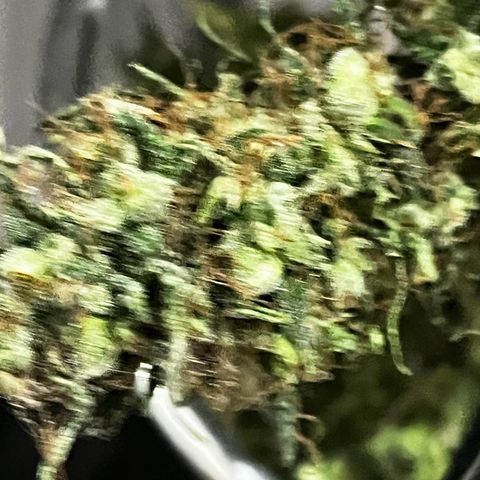 Prensadinho do Bérin 2 e 3 growlog timeline photo