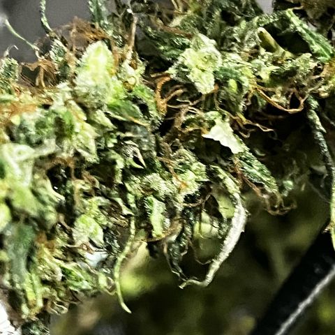 Prensadinho do Bérin 2 e 3 growlog timeline photo