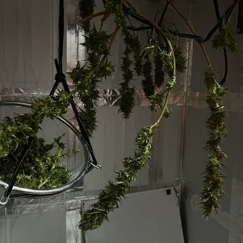 Prensadinho do Bérin 2 e 3 growlog timeline photo