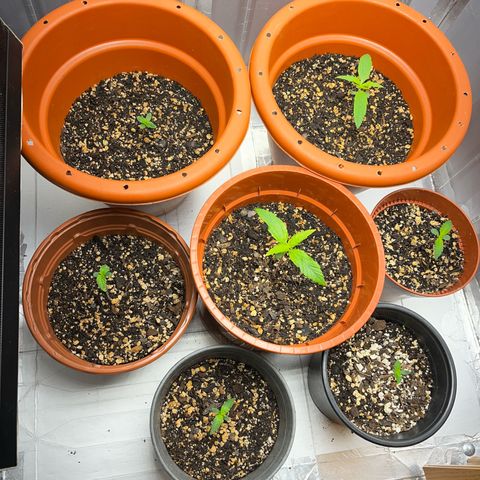 Filhas de Bérin 2 e 3 growlog timeline photo