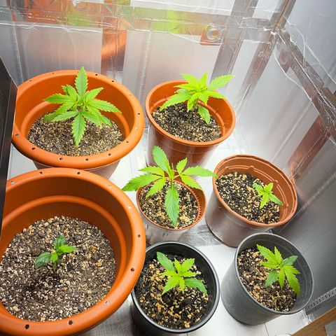 Filhas de Bérin 2 e 3 growlog timeline photo