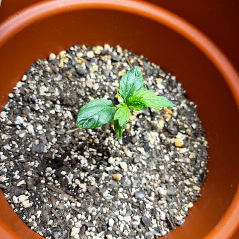 Filhas de Bérin 2 e 3 growlog timeline photo