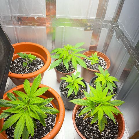 Filhas de Bérin 2 e 3 growlog timeline photo