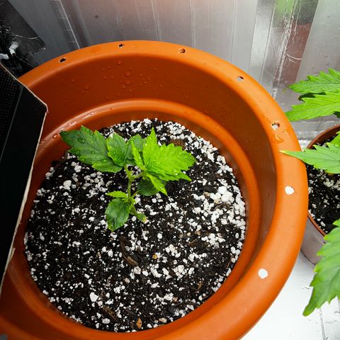 Filhas de Bérin 2 e 3 growlog timeline photo