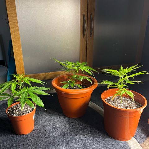 Filhas de Bérin 2 e 3 growlog timeline photo
