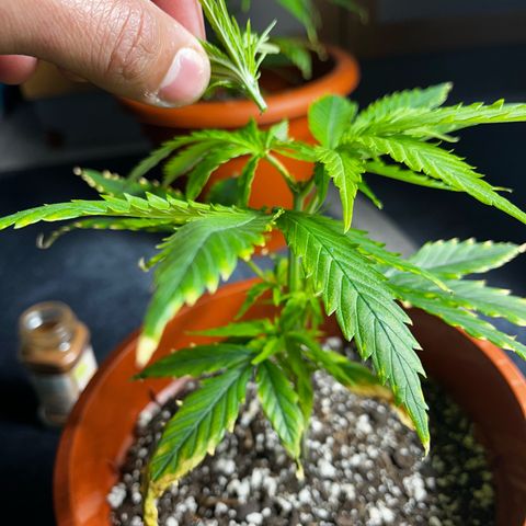 Filhas de Bérin 2 e 3 growlog timeline photo