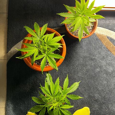 Filhas de Bérin 2 e 3 growlog timeline photo