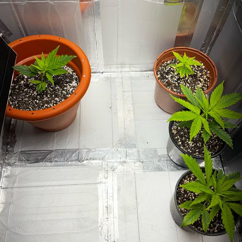 Filhas de Bérin 2 e 3 growlog timeline photo