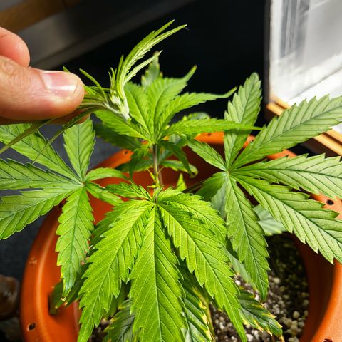 Filhas de Bérin 2 e 3 growlog timeline photo