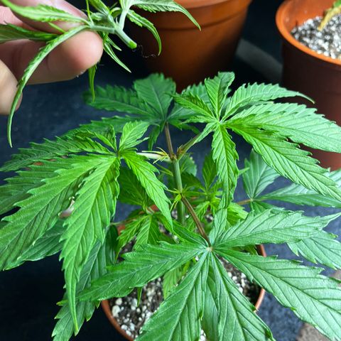 Filhas de Bérin 2 e 3 growlog timeline photo