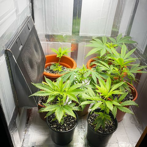 Filhas de Bérin 2 e 3 growlog timeline photo