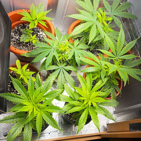 Filhas de Bérin 2 e 3 growlog timeline photo