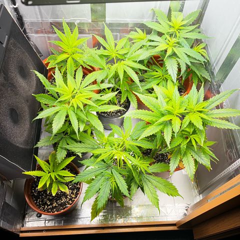 Filhas de Bérin 2 e 3 growlog timeline photo