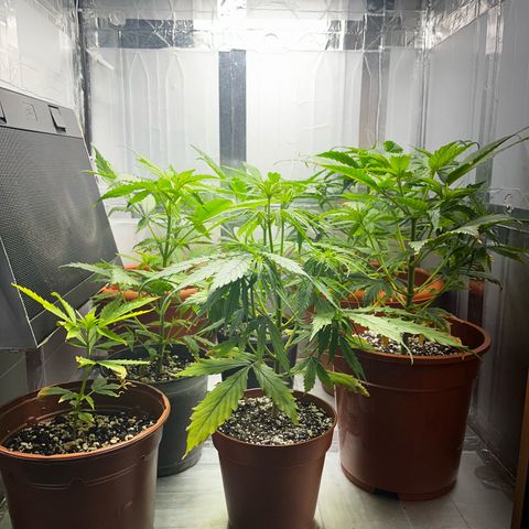 Filhas de Bérin 2 e 3 growlog timeline photo