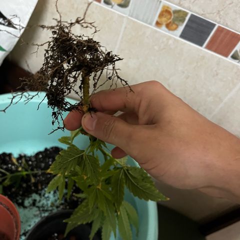 Filhas de Bérin 2 e 3 growlog timeline photo