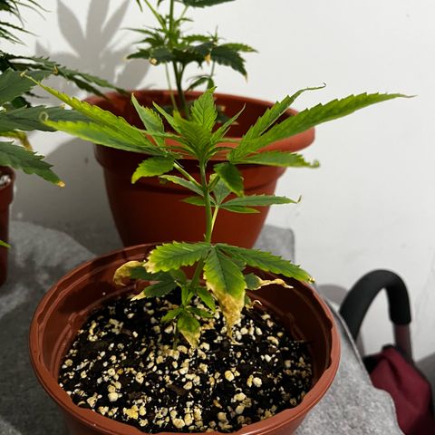 Filhas de Bérin 2 e 3 growlog timeline photo