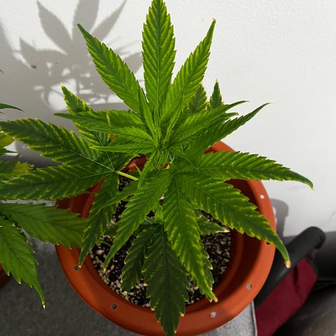 Filhas de Bérin 2 e 3 growlog timeline photo