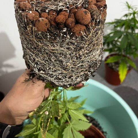 Filhas de Bérin 2 e 3 growlog timeline photo