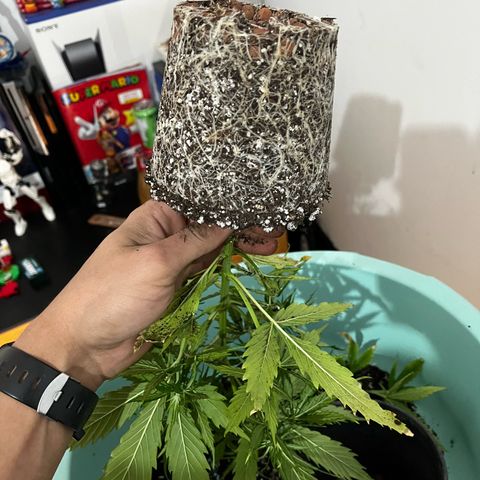 Filhas de Bérin 2 e 3 growlog timeline photo