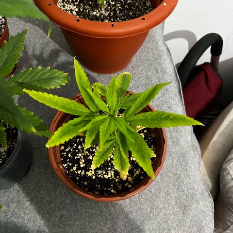 Filhas de Bérin 2 e 3 growlog timeline photo
