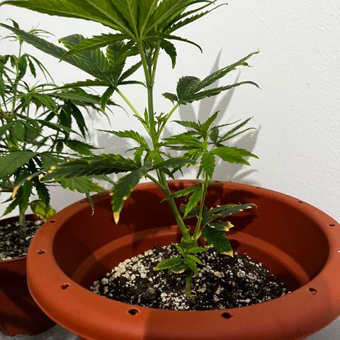 Filhas de Bérin 2 e 3 growlog timeline photo