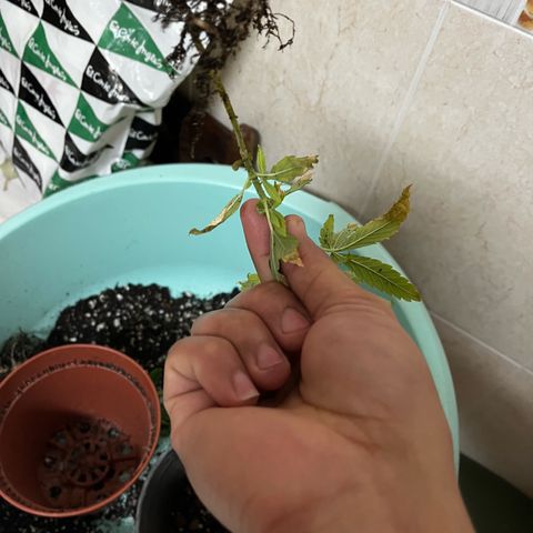 Filhas de Bérin 2 e 3 growlog timeline photo