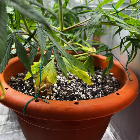 Filhas de Bérin 2 e 3 growlog timeline photo