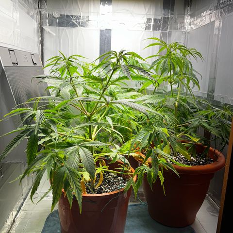 Filhas de Bérin 2 e 3 growlog timeline photo