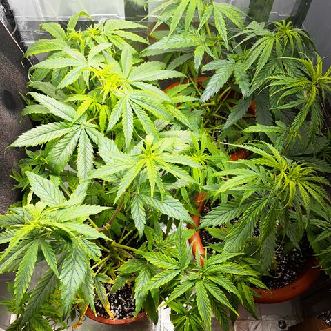 Filhas de Bérin 2 e 3 growlog timeline photo