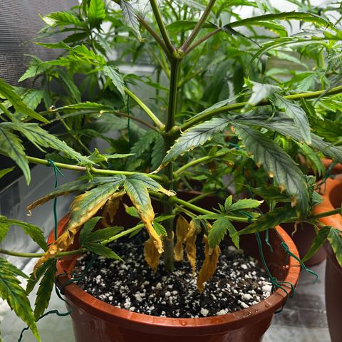 Filhas de Bérin 2 e 3 growlog timeline photo