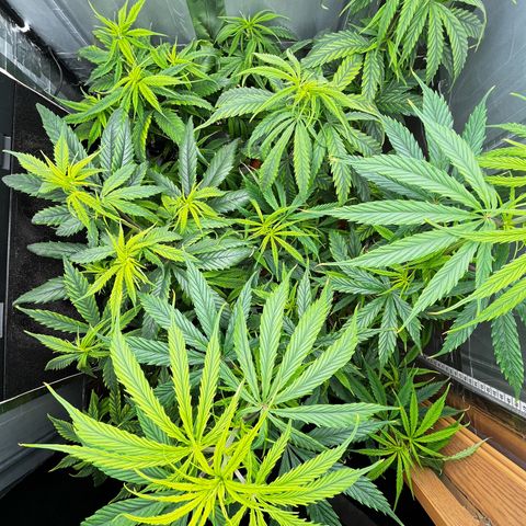 Filhas de Bérin 2 e 3 growlog timeline photo