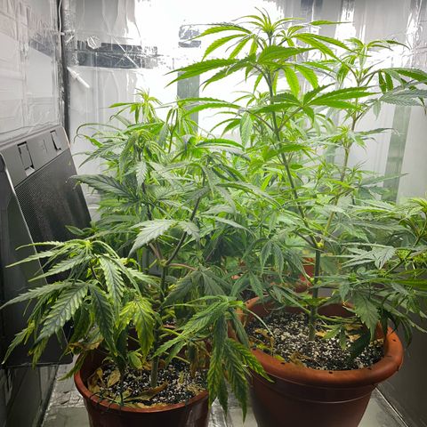 Filhas de Bérin 2 e 3 growlog timeline photo