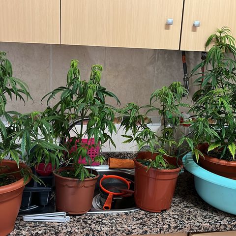 Filhas de Bérin 2 e 3 growlog timeline photo