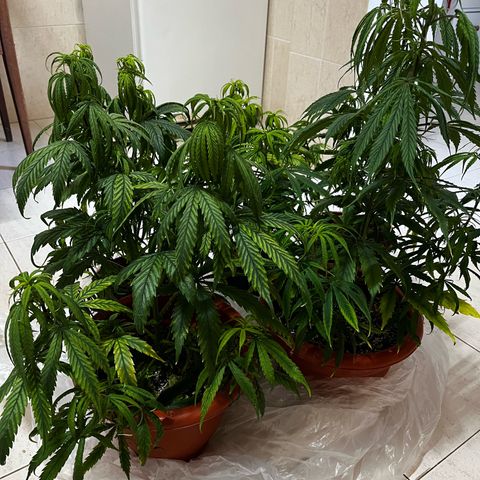 Filhas de Bérin 2 e 3 growlog timeline photo