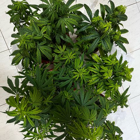 Filhas de Bérin 2 e 3 growlog timeline photo