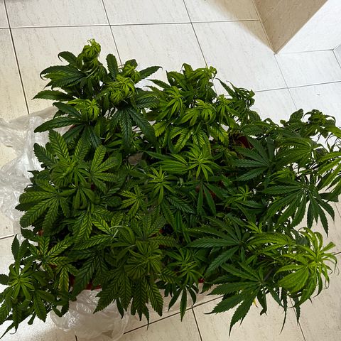 Filhas de Bérin 2 e 3 growlog timeline photo