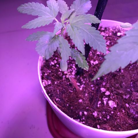 Genética desconocida growlog photo: Mi papa