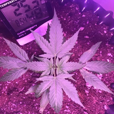 Genética desconocida growlog timeline photo