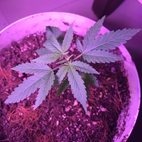 Genética desconocida growlog timeline photo