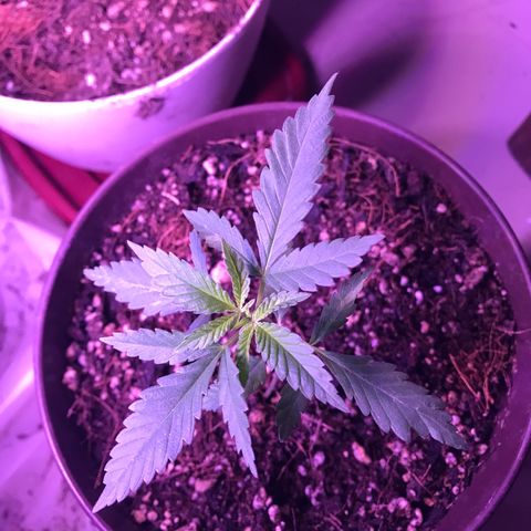 Genética desconocida growlog timeline photo