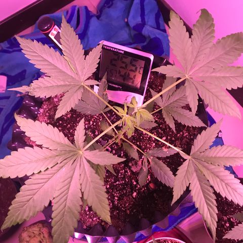 Genética desconocida growlog photo: Antes de la mudanza 