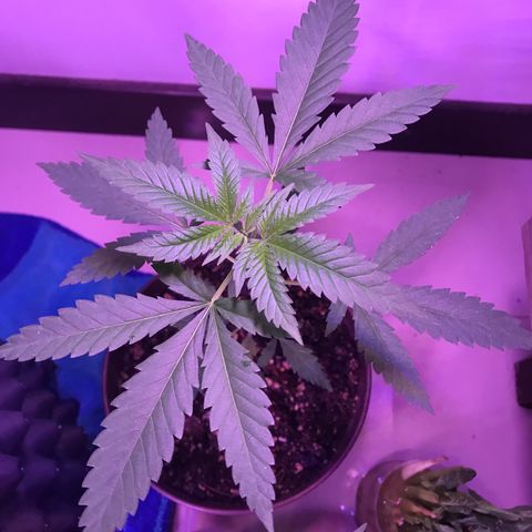 Genética desconocida growlog photo: Antes de la mudanza 