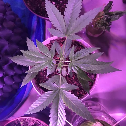 Genética desconocida growlog photo: Antes de la mudanza 