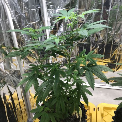 Genética desconocida growlog timeline photo