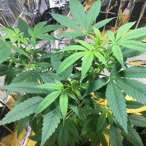 Genética desconocida growlog timeline photo
